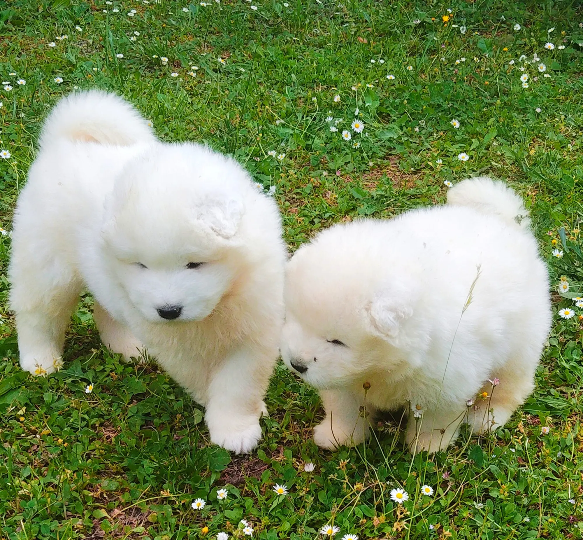 Cuccioli di Samoiedo dell'allevamento Private Collection su un prato fiorito